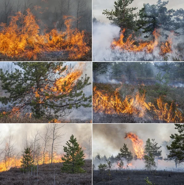 Colección con seis imágenes de incendios forestales — Foto de Stock