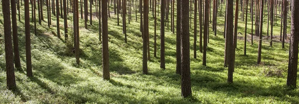 Pine forest trunks on sunny background