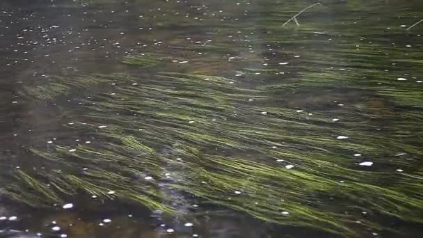 Flödande floden bevattnar med levande vatten gräs — Stockvideo