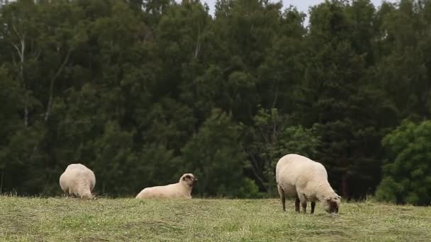 Witte schapen grazen in een weiland — Stockvideo