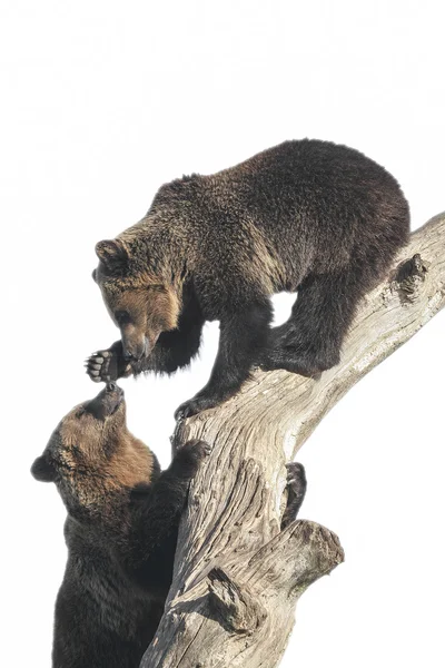 Dvě hravé medvědi lezení na strom — Stock fotografie