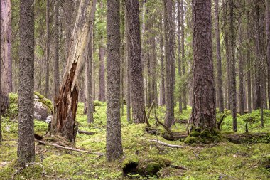 İğne yapraklılar Finlandiya ile bozulmamış boreal ormanı