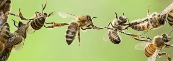 Chain of bees — Stock Photo, Image