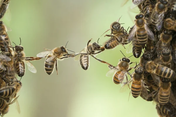Bienen — Stockfoto