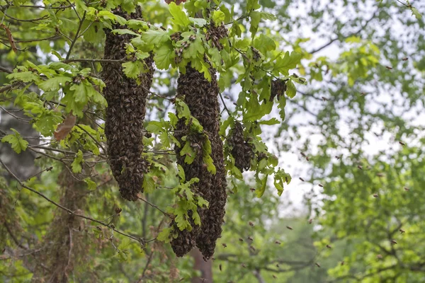 Bee Swarm — Stock Fotó