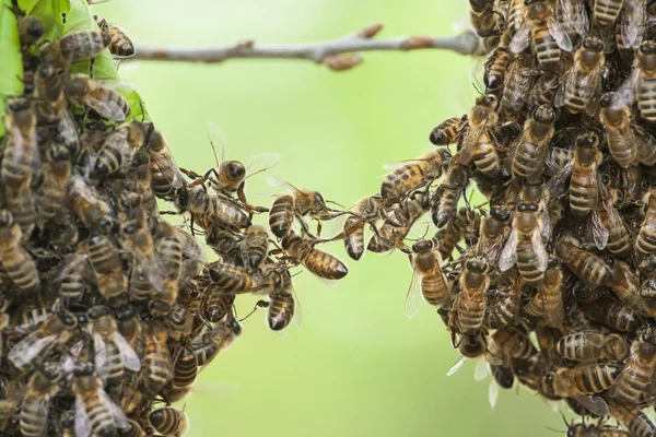 Essaim d'abeilles — Photo