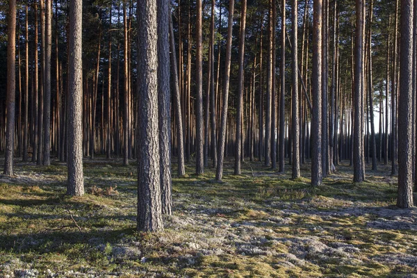 Pine forest in sunsets