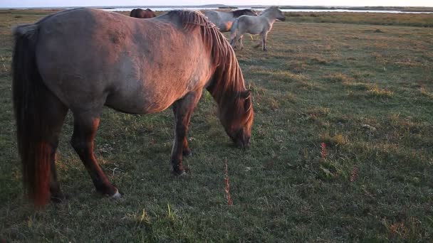 Stádo koní na břehu jezera pastviny — Stock video