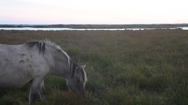 Випасання коня в пасовищі — стокове відео