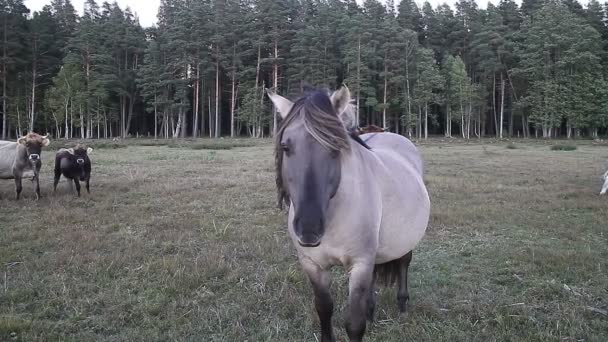Wild horse portrait — Stock Video