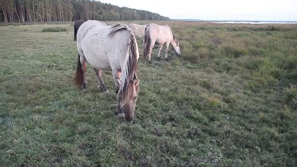 Rebanho de cavalos em pasto de lago — Vídeo de Stock