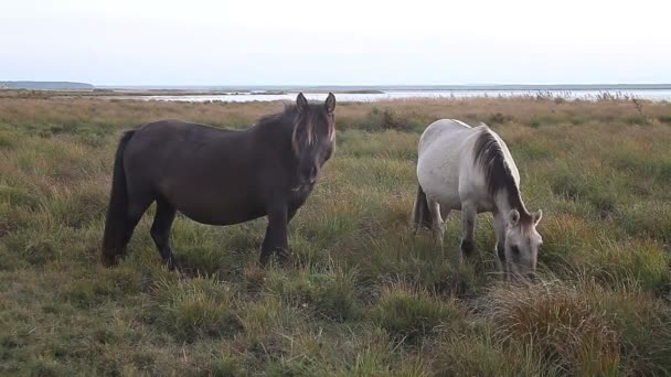 Dwa konie pasące się na łące jeziora — Wideo stockowe