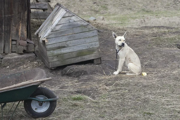 Üzgün köpek