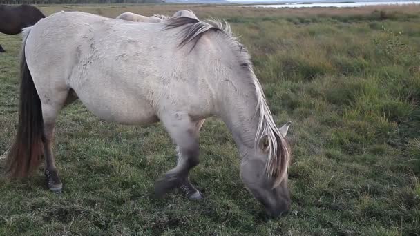 Fechar vista cavalo pastoreio — Vídeo de Stock