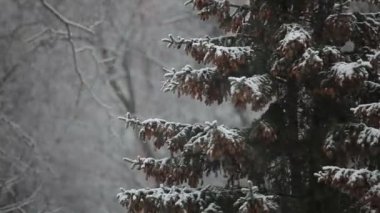 Bir kar fırtınası Ladin ağacı
