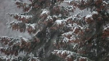 Bir kar fırtınası Ladin ağaçlarında