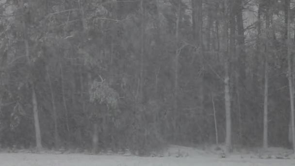 Snow storm — Stock Video