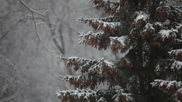 Árvore de abeto em uma tempestade de neve — Vídeo de Stock
