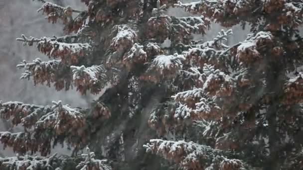 Árvores de abeto em uma tempestade de neve — Vídeo de Stock