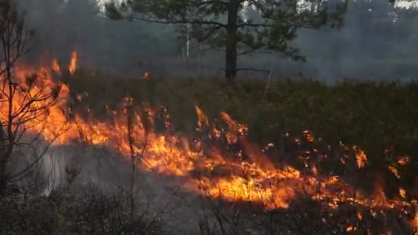 Δασικών πυρκαγιών — Αρχείο Βίντεο