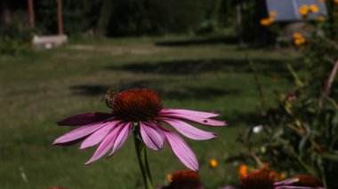 Arı bir çiçek çalışmalarında