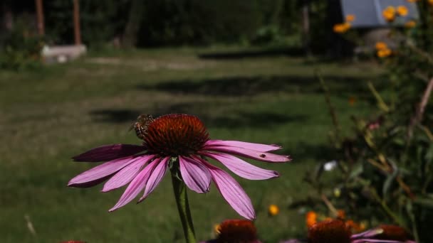 Μέλισσα στις εργασίες σχετικά με ένα λουλούδι — Αρχείο Βίντεο