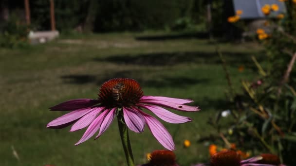 蜜蜂在花朵上 — 图库视频影像