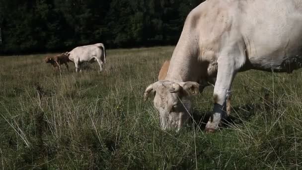 White cow and calf grazing in pasture — Stock Video