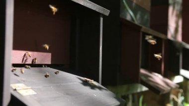 Kovan girişi önünde ile arı kovanı içinde birkaç kuş Yuvaları