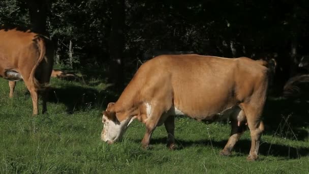 Коричнева корова пасеться в пасовищі — стокове відео