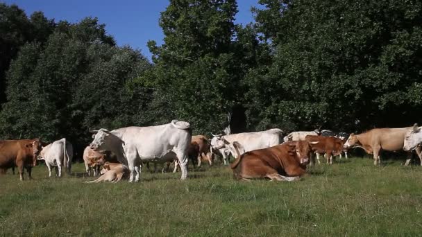 Стадо скота отдыхает на пастбищах — стоковое видео