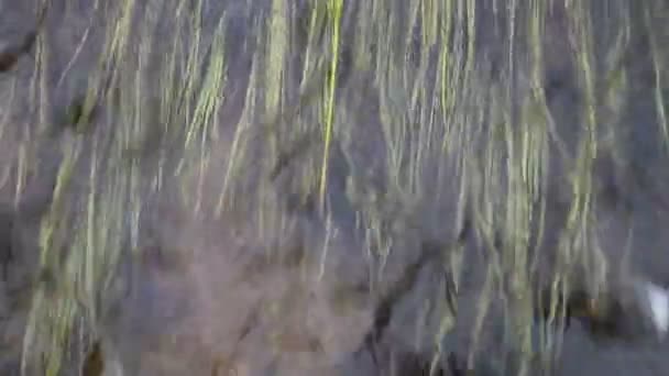 Vista de arriba hacia abajo del agua que fluye con la hierba viva del agua — Vídeo de stock
