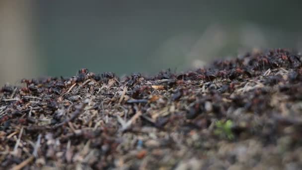 Mouvement des fourmis rouges (fourmi de cheval, Formica rufa) sur la fourmilière 