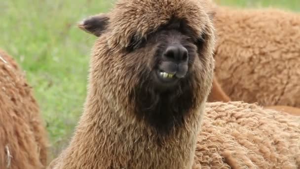 Portret van alpaca kauwen met ogen begroeid met wol — Stockvideo