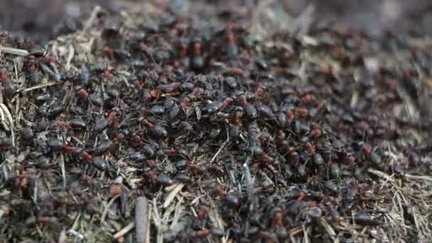 Mouvement lent des fourmis rouges (fourmi de cheval, Formica rufa) sur la fourmilière par temps frais au début du printemps 