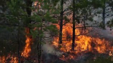 Orman zemin yangında genç İskoç çam ormanı Görünümü Kapat