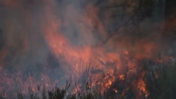 Близький погляд на лісовий вогонь і темний дим — стокове відео
