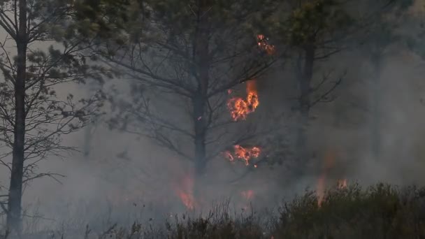 松林の中の減少の王冠火 — ストック動画