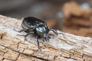 IUCN Kırmızı listesi ve AB Habitat Direktifi böcek nakit münzevi böceği Osmoderma eremita (günah. O.barnabita) çürük vood üzerinde.