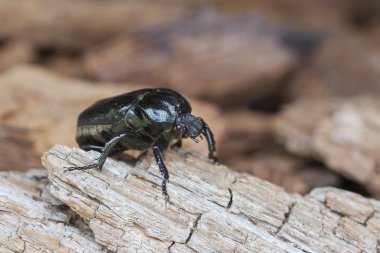 IUCN Kırmızı listesi ve AB Habitat Direktifi böcek nakit münzevi böceği Osmoderma eremita (günah. O.barnabita) çürük vood üzerinde.