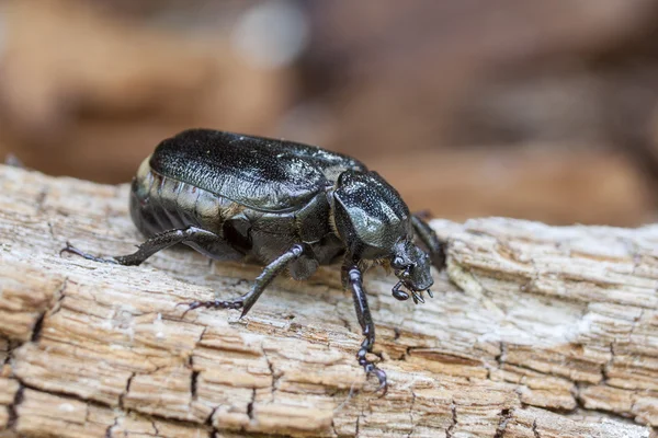 IUCN Red List and EU Habitats Directive insect specie Hermit beetle Osmoderma eremita (sin. O.barnabita) on rotten vood. — Stock Photo, Image