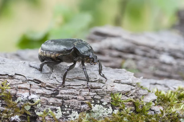 UICN Lista Roja y Directiva de Hábitats de la UE insecto especie Escarabajo ermitaño Osmoderma eremita (sin. O.barnabita) en corteza de roble . — Foto de Stock