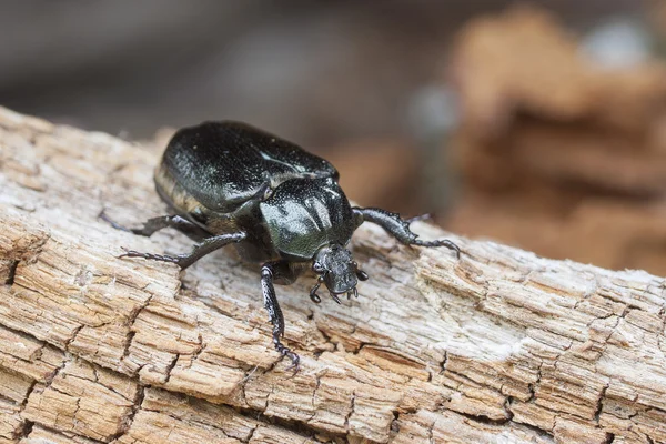 Červený seznam IUCN a směrnice o přírodních stanovištích hmyzu specie poustevník brouk Páchník hnědý (sin. O.barnabita) o shnilé vood. — Stock fotografie