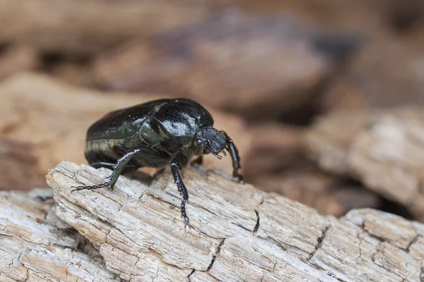 Liste rouge de l'UICN et directive de l'UE sur les habitats espèces d'insectes scarabée ermite Osmoderma eremita (péché. O.barnabita) sur vood pourri . — Photo