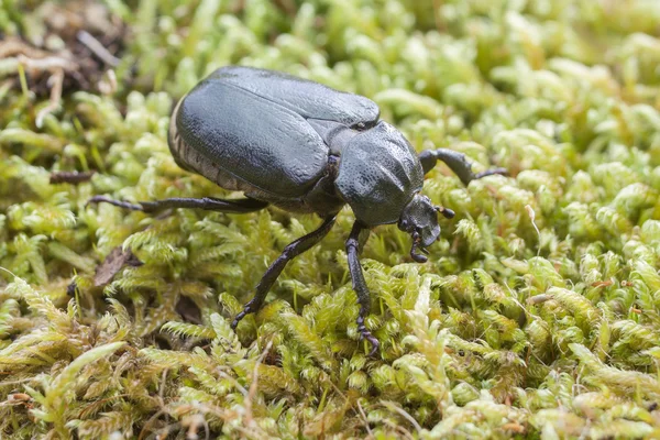 IUCN Red List and EU Habitats Directive insect specie Hermit beetle Osmoderma eremita (sin. O.barnabita) on moss. — Stock Photo, Image