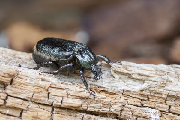 UICN Lista Roja y Directiva de Hábitats de la UE insecto especie Escarabajo ermitaño Osmoderma eremita (sin. O.barnabita) sobre madera podrida . — Foto de Stock