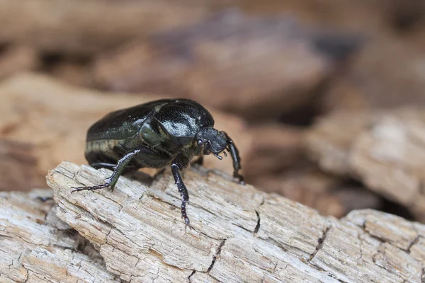 Liste rouge de l'UICN et directive de l'UE sur les habitats espèces d'insectes scarabée ermite Osmoderma eremita (péché. O.barnabita) sur vood pourri . Image En Vente