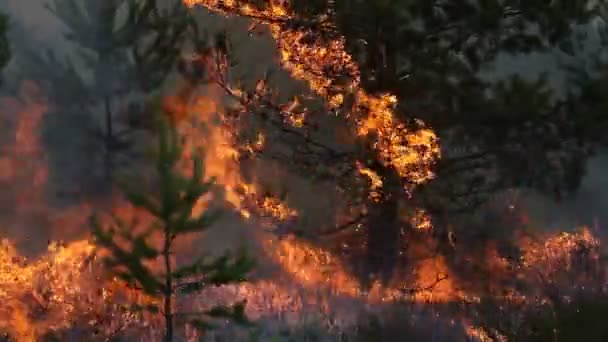 Stäng vy av skogsbrand i tallskog. — Stockvideo