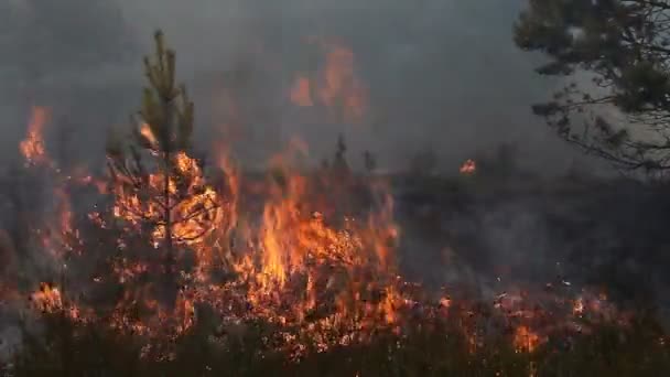 Feu de forêt avec jeune pin brûlant 
