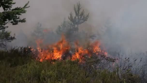 Fogo florestal em urze — Vídeo de Stock